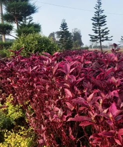 Midnight Red Amaranthus Seeds - 500 Count - Deep Red Foliage, Edible - Image 7
