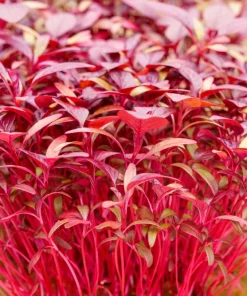 Midnight Red Amaranthus Seeds - 500 Count - Deep Red Foliage, Edible - Image 8