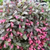 Midnight Wine Shine Weigela Live Plant - 4" Pot - Dark Glossy Foliage - Image 1