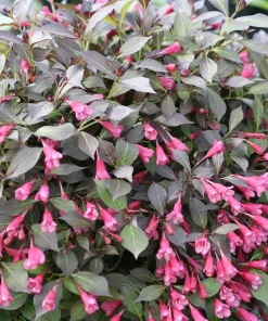 Midnight Wine Shine Weigela Live Plant - 4