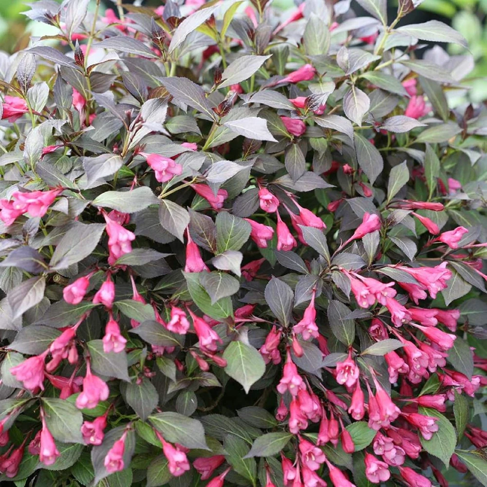 Midnight Wine Shine Weigela Live Plant - 4" Pot - Dark Glossy Foliage - Image 1
