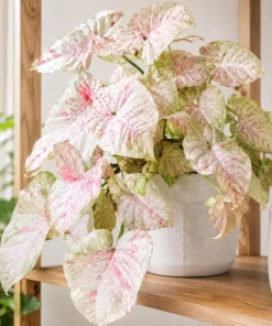 Milk Confetti Syngonium Live Plant - Pink Variegated Arrowhead Plant in 4 Inch Pot - Image 1