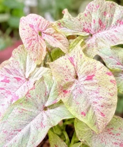 Milk Confetti Syngonium Live Plant - Pink Variegated Arrowhead Plant in 4 Inch Pot - Image 2