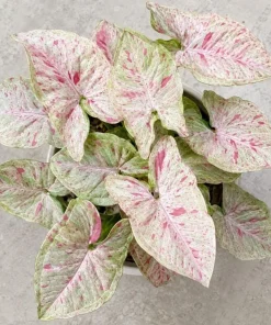 Milk Confetti Syngonium Live Plant - Pink Variegated Arrowhead Plant in 4 Inch Pot - Image 3