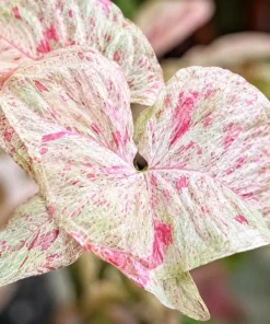 Milk Confetti Syngonium Live Plant - Pink Variegated Arrowhead Plant in 4 Inch Pot - Image 4