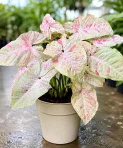 Milk Confetti Syngonium Live Plant - Pink Variegated Arrowhead Plant in 4 Inch Pot - Image 5