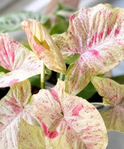 Milk Confetti Syngonium Live Plant - Pink Variegated Arrowhead Plant in 4 Inch Pot - Image 6