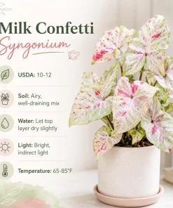 Milk Confetti Syngonium Live Plant - Pink Variegated Arrowhead Plant in 4 Inch Pot - Image 7
