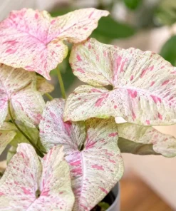 Milk Confetti Syngonium Live Plant - Pink Variegated Arrowhead Plant in 4 Inch Pot - Image 8