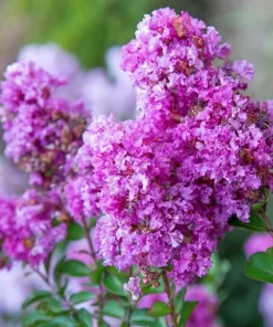 Milk Crape Myrtle Cuttings – 7 Pack for Fast Rooting – Outdoor Shrub - Image 2
