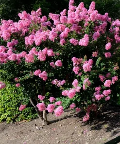 Milk Crape Myrtle Cuttings – 7 Pack for Fast Rooting – Outdoor Shrub - Image 3