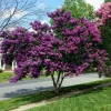 Milk Crape Myrtle Cuttings – 7 Pack for Fast Rooting – Outdoor Shrub - Image 1