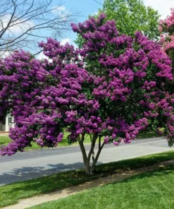 Milk Crape Myrtle Cuttings – 7 Pack for Fast Rooting – Outdoor Shrub - Image 1