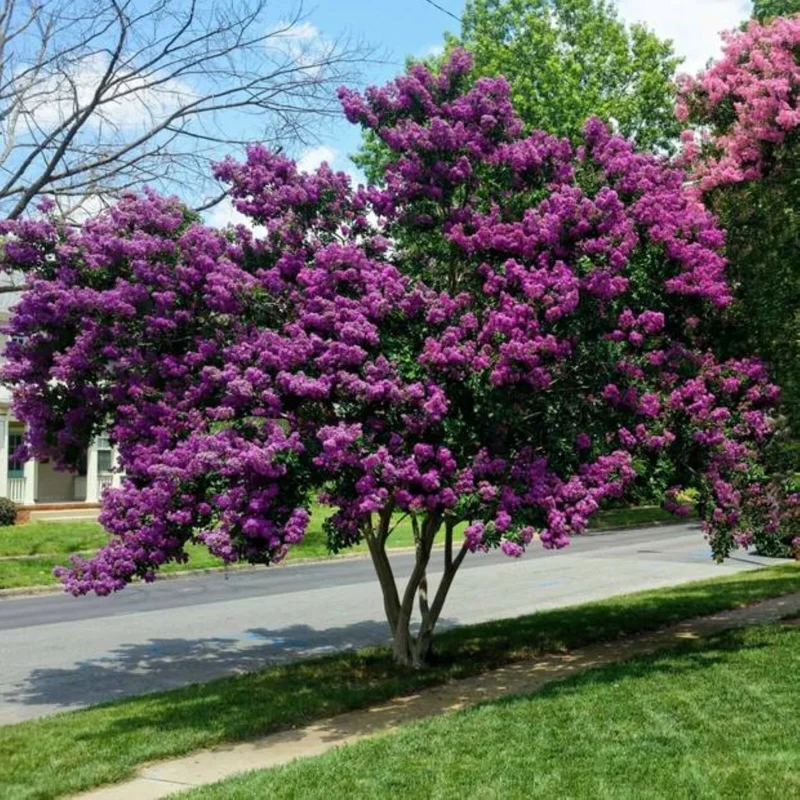 Milk Crape Myrtle Cuttings – 7 Pack for Fast Rooting – Outdoor Shrub - Image 1