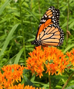 Milkweed Seeds - 10 Pack Red Yellow Orange Mix Asclepias Tuberosa for Butterflies - Image 10