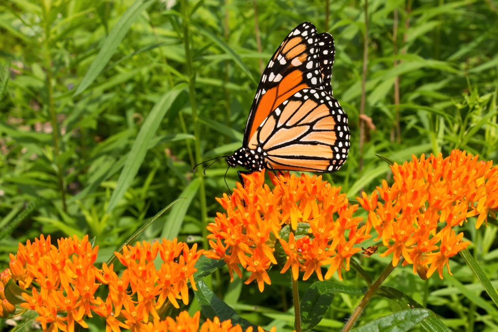 Milkweed Seeds - 10 Pack Red Yellow Orange Mix Asclepias Tuberosa for Butterflies - Image 10