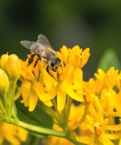 Milkweed Seeds - 10 Pack Red Yellow Orange Mix Asclepias Tuberosa for Butterflies - Image 11