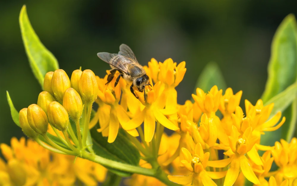 Milkweed Seeds - 10 Pack Red Yellow Orange Mix Asclepias Tuberosa for Butterflies - Image 11