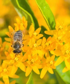 Milkweed Seeds - 10 Pack Red Yellow Orange Mix Asclepias Tuberosa for Butterflies - Image 12