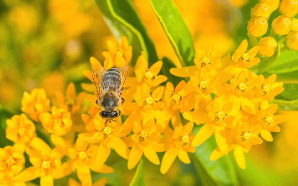 Milkweed Seeds - 10 Pack Red Yellow Orange Mix Asclepias Tuberosa for Butterflies - Image 12
