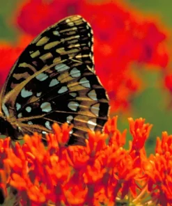 Milkweed Seeds - 10 Pack Red Yellow Orange Mix Asclepias Tuberosa for Butterflies - Image 13
