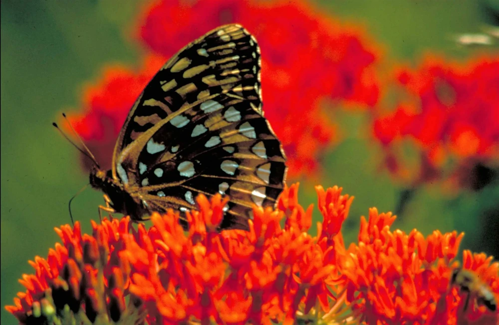 Milkweed Seeds - 10 Pack Red Yellow Orange Mix Asclepias Tuberosa for Butterflies - Image 13