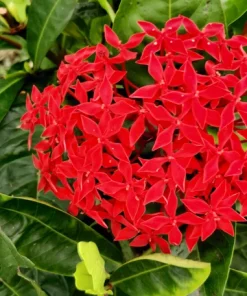 Milkweed Seeds - 10 Pack Red Yellow Orange Mix Asclepias Tuberosa for Butterflies - Image 14
