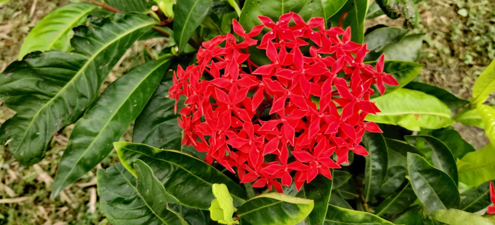 Milkweed Seeds - 10 Pack Red Yellow Orange Mix Asclepias Tuberosa for Butterflies - Image 14