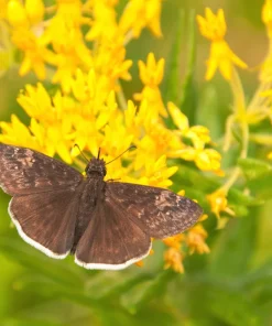 Milkweed Seeds - 10 Pack Red Yellow Orange Mix Asclepias Tuberosa for Butterflies - Image 2