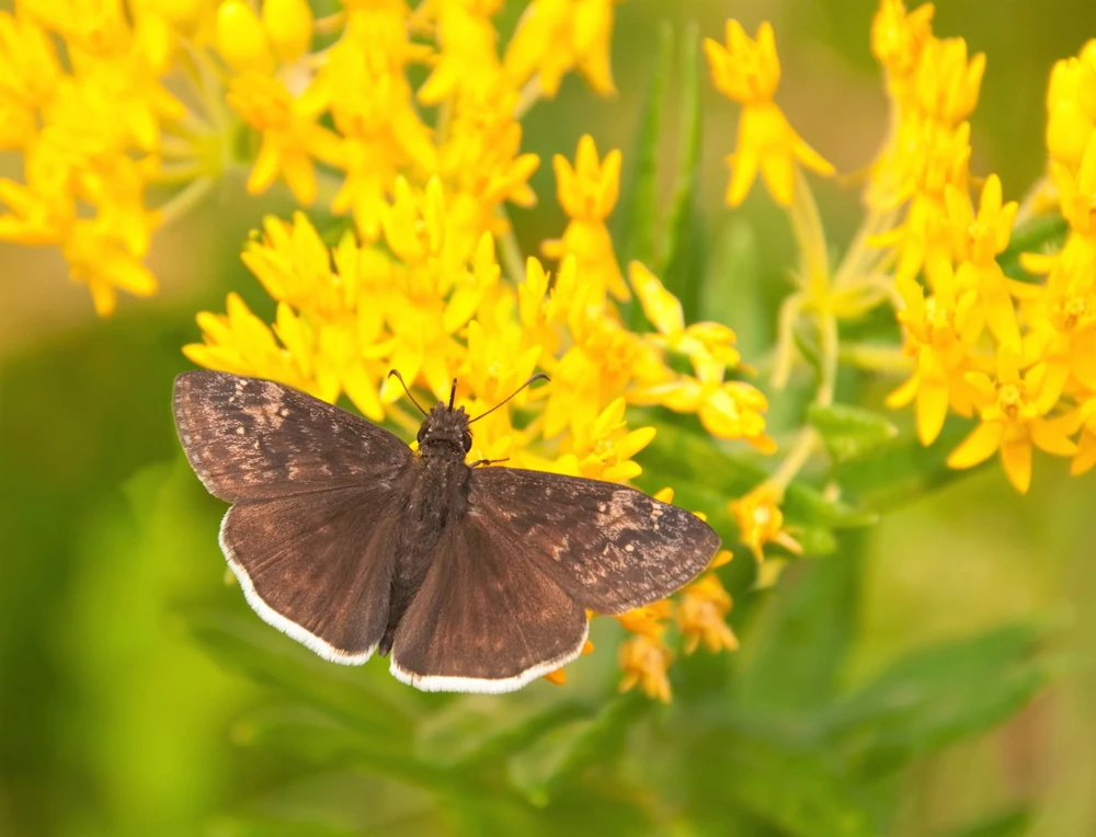 Milkweed Seeds - 10 Pack Red Yellow Orange Mix Asclepias Tuberosa for Butterflies - Image 2