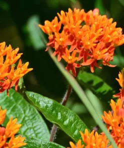 Milkweed Seeds - 10 Pack Red Yellow Orange Mix Asclepias Tuberosa for Butterflies - Image 3