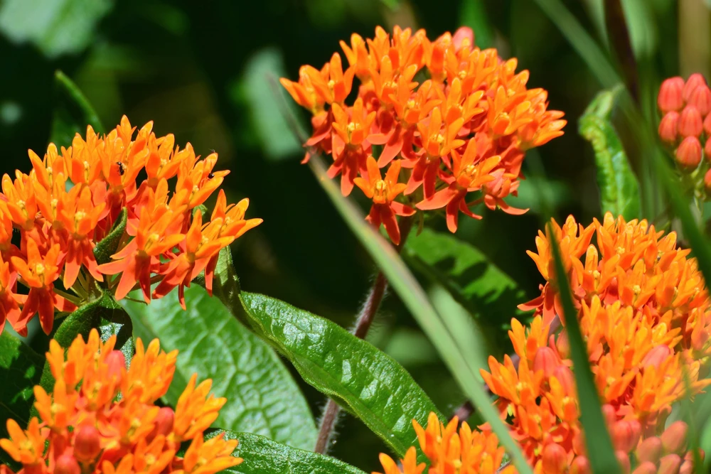 Milkweed Seeds - 10 Pack Red Yellow Orange Mix Asclepias Tuberosa for Butterflies - Image 3