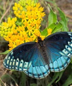 Milkweed Seeds - 10 Pack Red Yellow Orange Mix Asclepias Tuberosa for Butterflies - Image 4