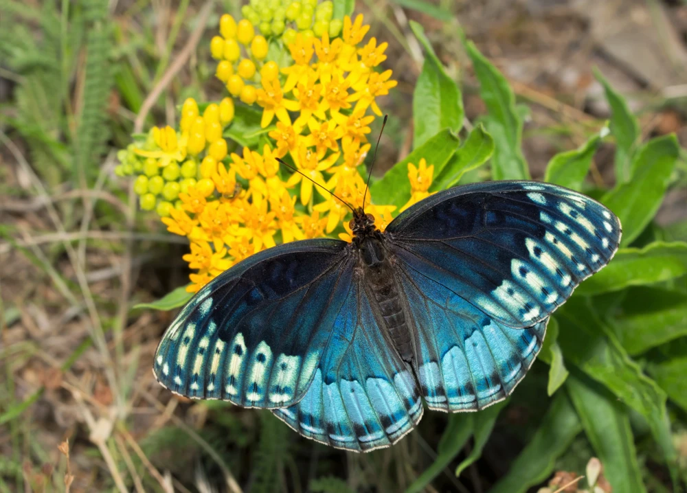 Milkweed Seeds - 10 Pack Red Yellow Orange Mix Asclepias Tuberosa for Butterflies - Image 4