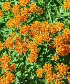 Milkweed Seeds - 10 Pack Red Yellow Orange Mix Asclepias Tuberosa for Butterflies - Image 5
