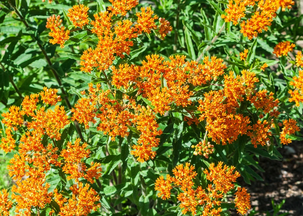 Milkweed Seeds - 10 Pack Red Yellow Orange Mix Asclepias Tuberosa for Butterflies - Image 5