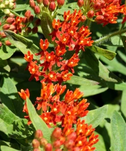 Milkweed Seeds - 10 Pack Red Yellow Orange Mix Asclepias Tuberosa for Butterflies - Image 6