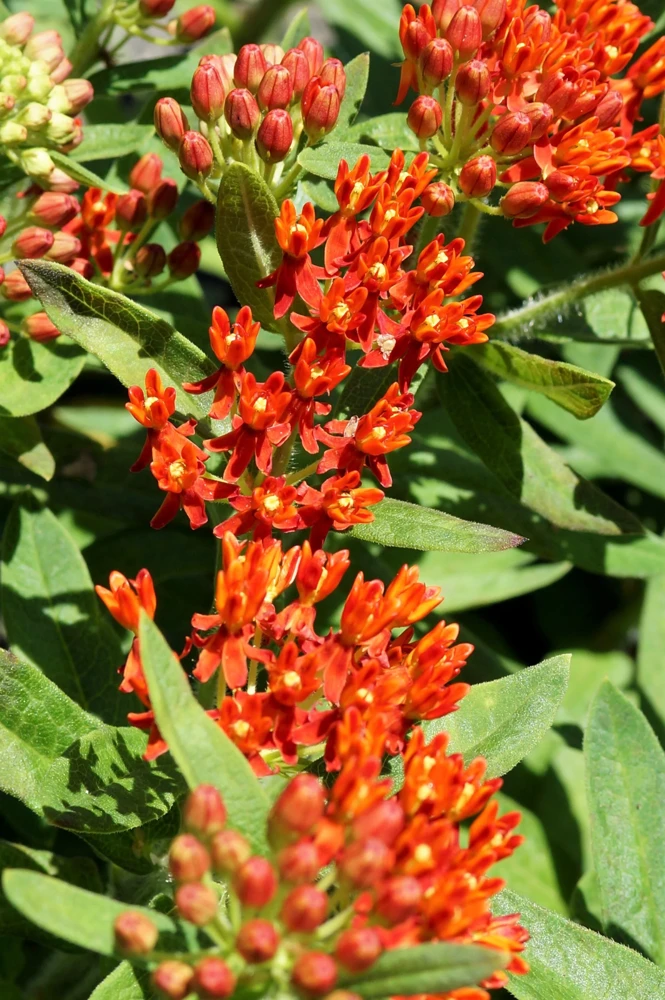 Milkweed Seeds - 10 Pack Red Yellow Orange Mix Asclepias Tuberosa for Butterflies - Image 6
