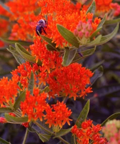 Milkweed Seeds - 10 Pack Red Yellow Orange Mix Asclepias Tuberosa for Butterflies - Image 7