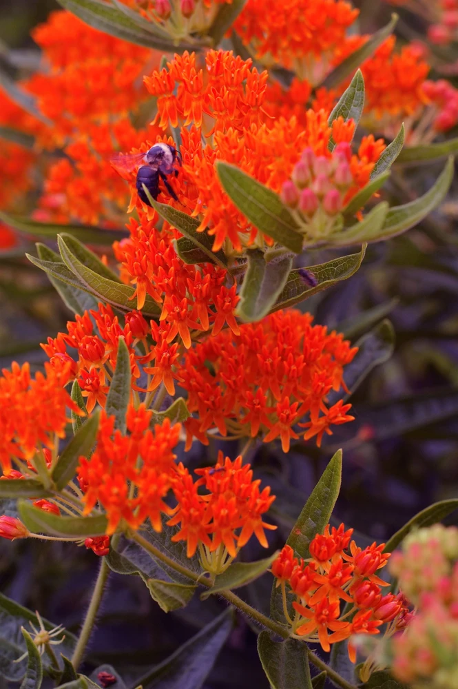 Milkweed Seeds - 10 Pack Red Yellow Orange Mix Asclepias Tuberosa for Butterflies - Image 7