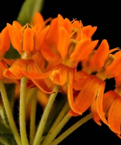 Milkweed Seeds - 10 Pack Red Yellow Orange Mix Asclepias Tuberosa for Butterflies - Image 9