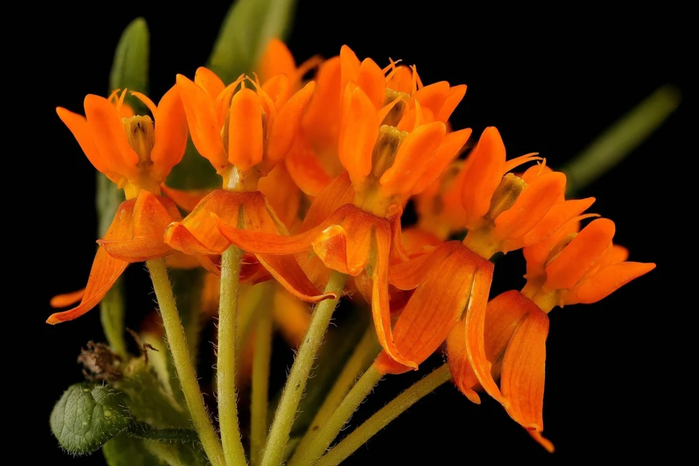 Milkweed Seeds - 10 Pack Red Yellow Orange Mix Asclepias Tuberosa for Butterflies - Image 9