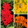 Milkweed Seeds - 10 Pack Red Yellow Orange Mix Asclepias Tuberosa for Butterflies - Image 1