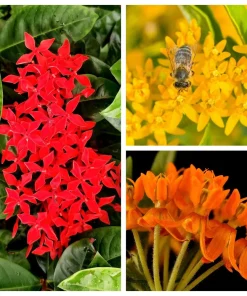 Milkweed Seeds - 10 Pack Red Yellow Orange Mix Asclepias Tuberosa for Butterflies - Image 1