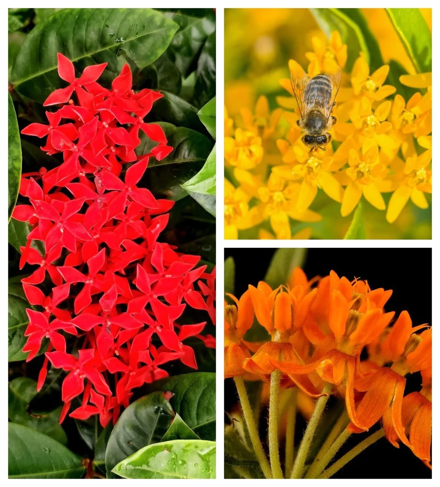 Milkweed Seeds - 10 Pack Red Yellow Orange Mix Asclepias Tuberosa for Butterflies - Image 1