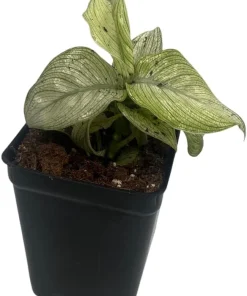 Milky Way Dieffenbachia Live Plant - Exotic Houseplant - 2.5" Pot - Image 2