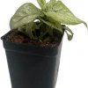 Milky Way Dieffenbachia Live Plant - Exotic Houseplant - 2.5" Pot - Image 1