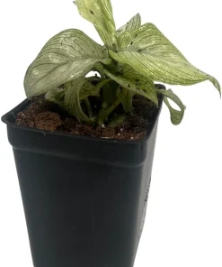 Milky Way Dieffenbachia Live Plant - Exotic Houseplant - 2.5