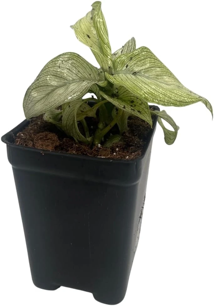 Milky Way Dieffenbachia Live Plant - Exotic Houseplant - 2.5" Pot - Image 1