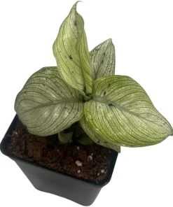 Milky Way Dieffenbachia Live Plant - Exotic Houseplant - 2.5
